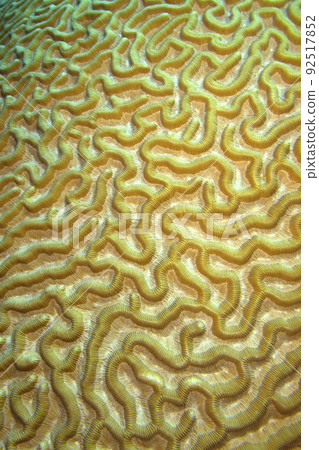 Brain coral, Isla de la Juventud, Cuba 92517852