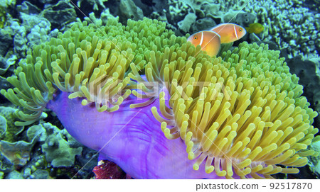 Pink Skunk Clownfish, South Ari Atoll, Maldives 92517870
