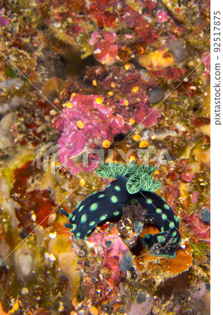 Sea Slug, Bunaken National Marine Park, Indonesia 92517875