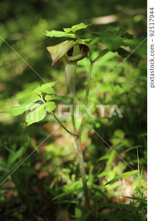 Arisaema serratum，一種在森林中開花的天南星科植物 92517944