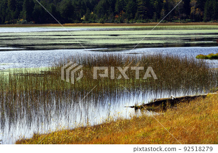 Late autumn Oze 92518279