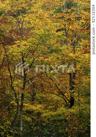 Late autumn Oze 92518304
