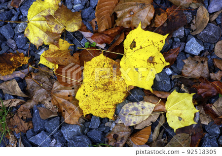 Late autumn Oze 92518305