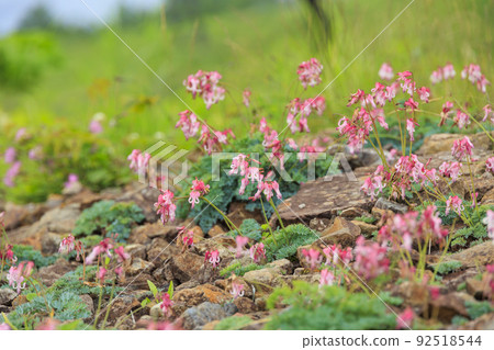 盛開的五龍高山植物園 92518544