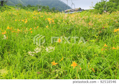Goryu Alpine Botanical Garden in full bloom 92518546