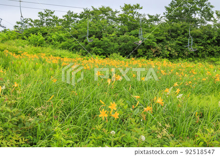 Goryu Alpine Botanical Garden in full bloom 92518547