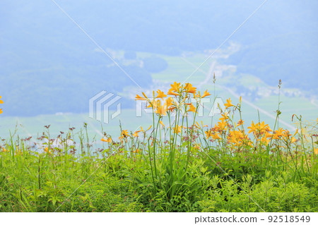 Goryu Alpine Botanical Garden in full bloom 92518549