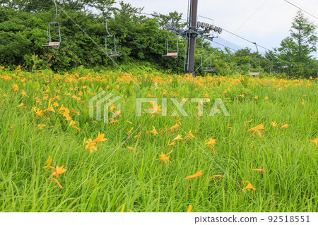 盛開的五龍高山植物園 92518551