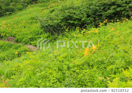 Goryu Alpine Botanical Garden in full bloom 92518552