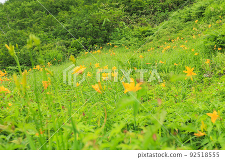 Goryu Alpine Botanical Garden in full bloom 92518555
