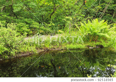 Goryu Alpine Botanical Garden in full bloom 92518565