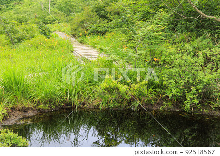 盛開的五龍高山植物園 盛開的五龍高山植物園 92518567