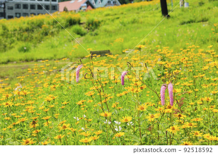 Goryu Alpine Botanical Garden in full bloom Goryu Alpine Botanical Garden in full bloom 92518592