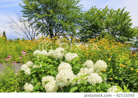 盛開的五龍高山植物園 92518593
