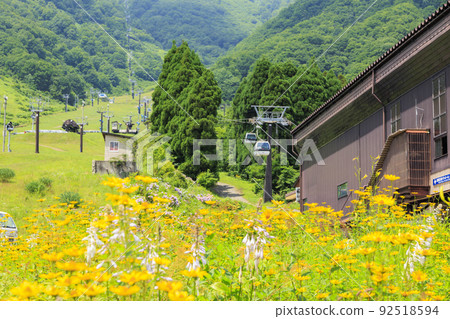 盛開的五龍高山植物園 92518594