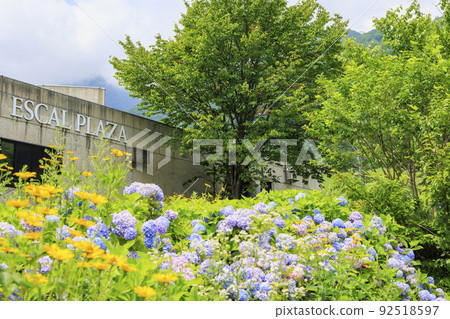 Goryu Alpine Botanical Garden in full bloom Goryu Alpine Botanical Garden in full bloom 92518597