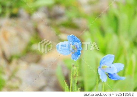 盛開的五龍高山植物園 盛開的五龍高山植物園 92518598