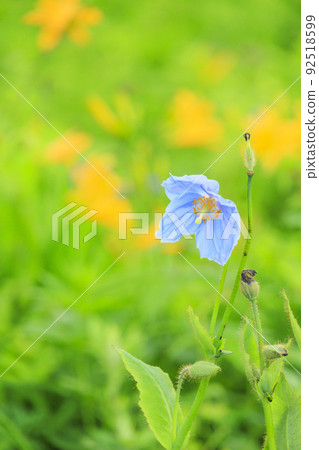 盛開的五龍高山植物園 盛開的五龍高山植物園 92518599