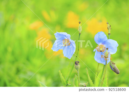 盛開的五龍高山植物園 92518600