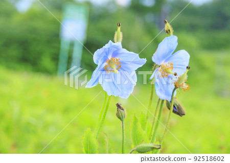 Goryu Alpine Botanical Garden in full bloom 92518602