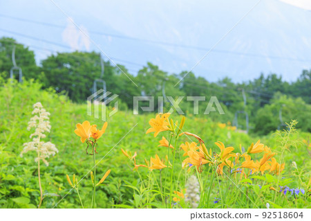 Goryu Alpine Botanical Garden in full bloom Goryu Alpine Botanical Garden in full bloom 92518604