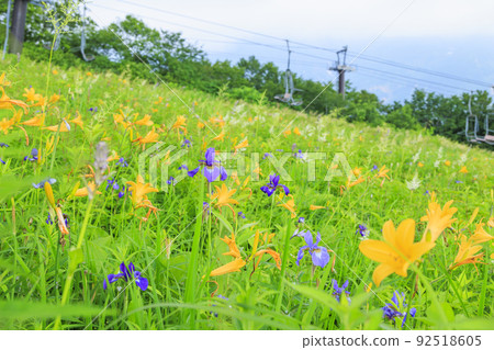 Goryu Alpine Botanical Garden in full bloom 92518605
