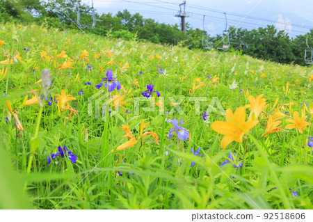 Goryu Alpine Botanical Garden in full bloom Goryu Alpine Botanical Garden in full bloom 92518606
