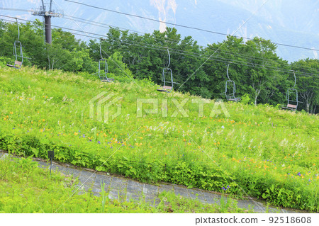Goryu Alpine Botanical Garden in full bloom Goryu Alpine Botanical Garden in full bloom 92518608