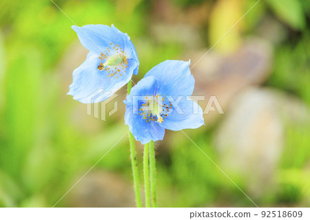 Goryu Alpine Botanical Garden in full bloom Goryu Alpine Botanical Garden in full bloom 92518609