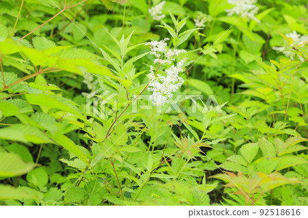 Goryu Alpine Botanical Garden in full bloom Goryu Alpine Botanical Garden in full bloom 92518616
