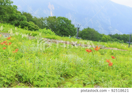 Goryu Alpine Botanical Garden in full bloom 92518621