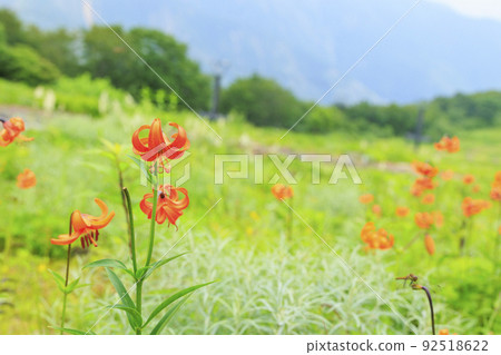 Goryu Alpine Botanical Garden in full bloom 92518622
