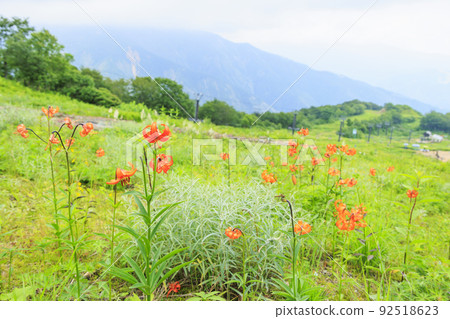盛開的五龍高山植物園 盛開的五龍高山植物園 92518623