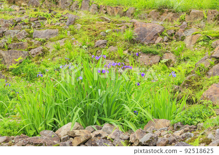 Goryu Alpine Botanical Garden in full bloom 92518625