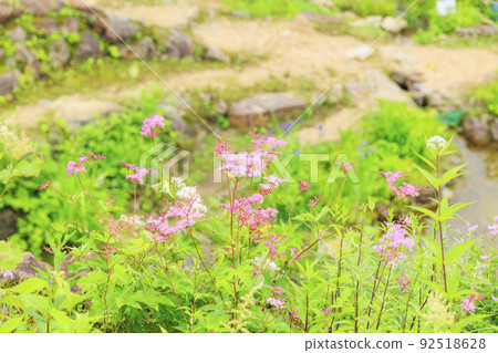 Goryu Alpine Botanical Garden in full bloom 92518628