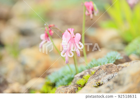 Goryu Alpine Botanical Garden in full bloom Goryu Alpine Botanical Garden in full bloom 92518631