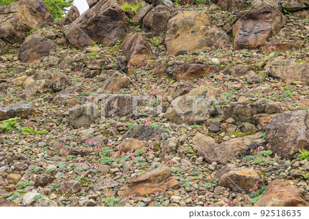 Goryu Alpine Botanical Garden in full bloom 92518635