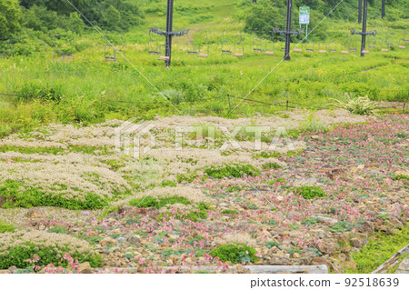 Goryu Alpine Botanical Garden in full bloom 92518639