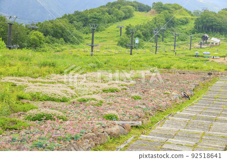 Goryu Alpine Botanical Garden in full bloom Goryu Alpine Botanical Garden in full bloom 92518641