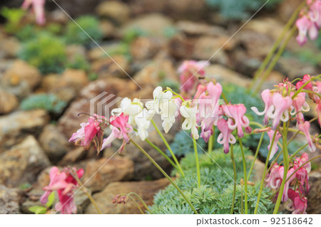 Goryu Alpine Botanical Garden in full bloom 92518642