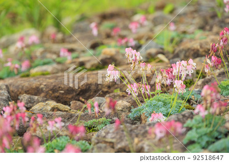 Goryu Alpine Botanical Garden in full bloom Goryu Alpine Botanical Garden in full bloom 92518647