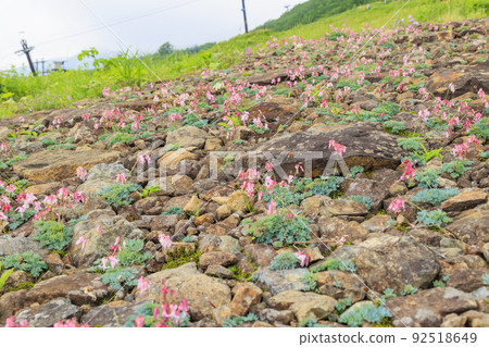 盛開的五龍高山植物園 盛開的五龍高山植物園 92518649