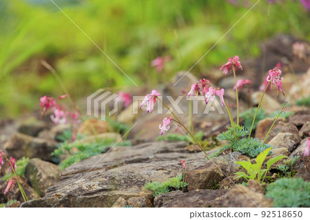 Goryu Alpine Botanical Garden in full bloom 92518650