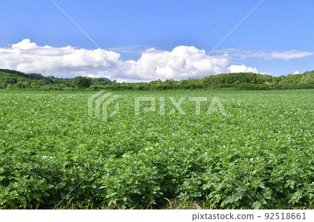 Photographing the scenery of a potato field near harvest in Assabu-cho, Hokkaido in the summer Photographing the scenery of a potato field near harvest in Assabu-cho, Hokkaido in the summer 92518661