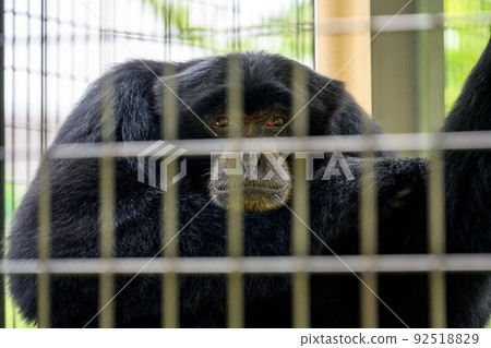 Siamang siamang Siamang siamang 92518829