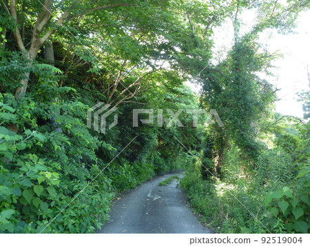 愛知縣半田市鄉間小路 愛知縣半田市鄉間小路 92519004