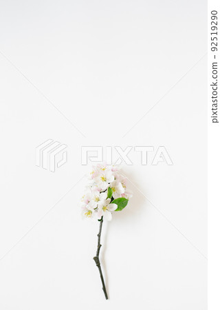 Spring background with branches of a blossoming apple tree on a white table with copy space 92519290