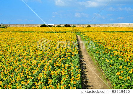Sunflowers in full bloom in reclaimed land Sunflowers in full bloom in reclaimed land 92519430