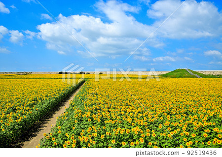 Sunflowers in full bloom in reclaimed land 92519436