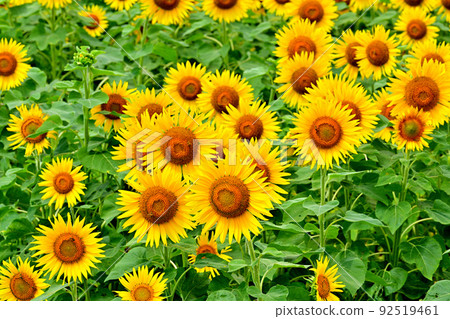 Sunflowers in full bloom in reclaimed land 92519461